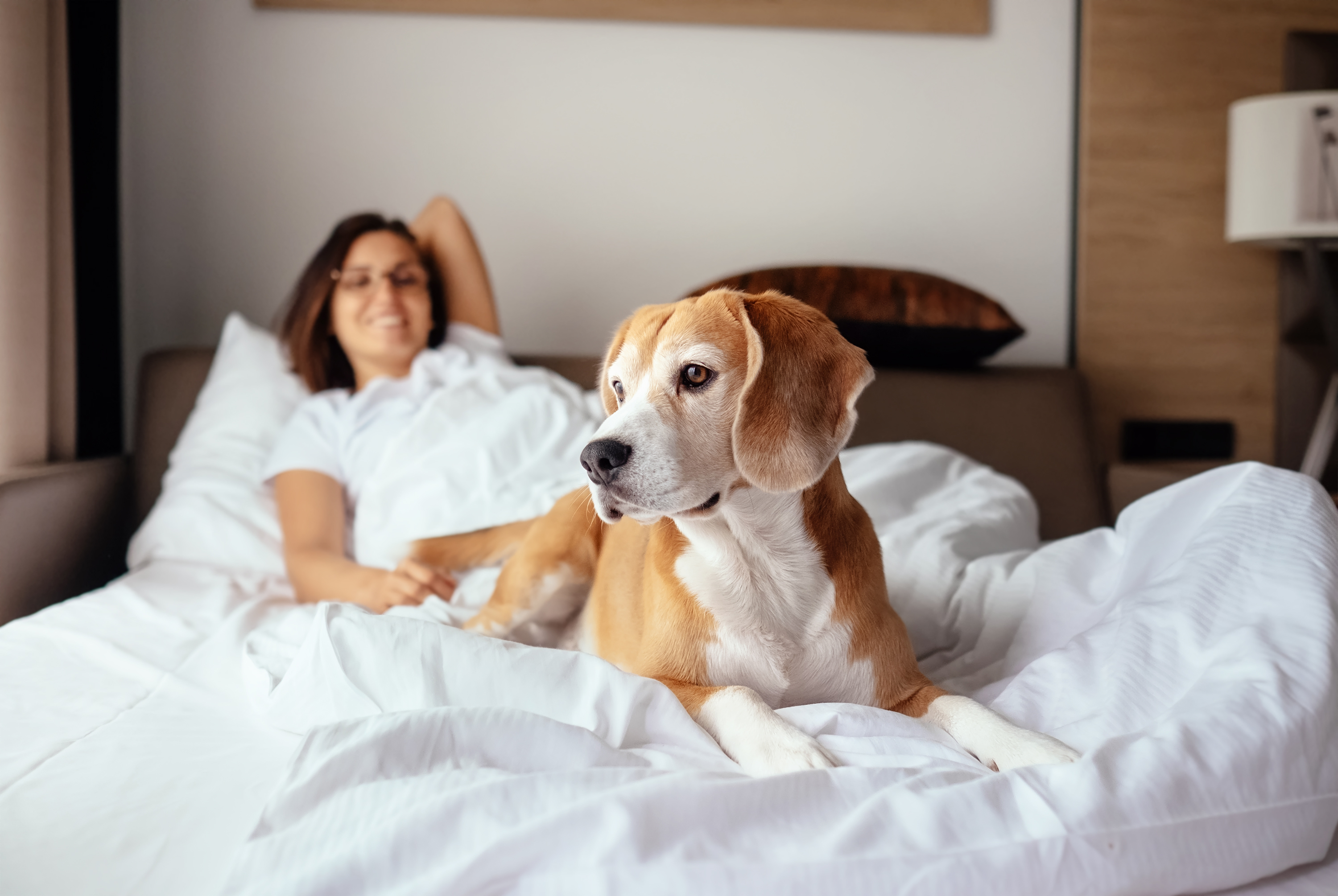 Hotéis pet friendly: o lugar ideal para se hospedar com o seu animal de estimação